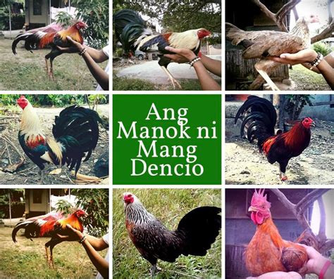 magandang manok panabong|Iba’t ibang uri ng manok na panabong .